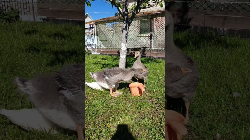 Гуси на водопое)