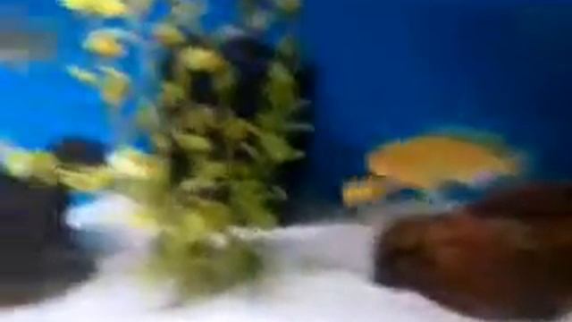 Metriaclima lombardoi 2 смотреть онлайн