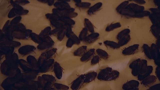 a aranha ficou presa no braço.. смотреть онлайн