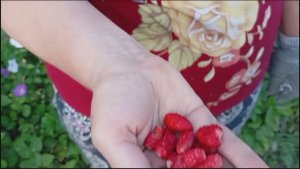 10_11.09.24г. Продолжаем заниматься заготовками 😊 Первая жёлтая земляника♥️ без помощников не как