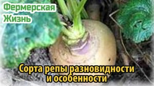 Сорта репы разновидности и особенности