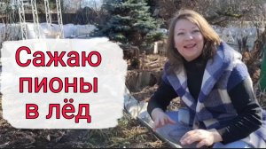 САЖАЮ ПИОНЫ В ЛЁД