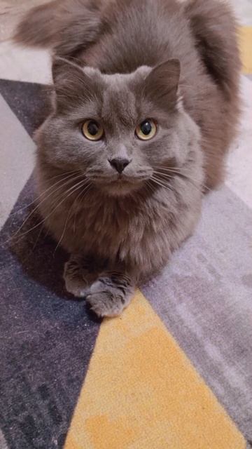 🐾💛