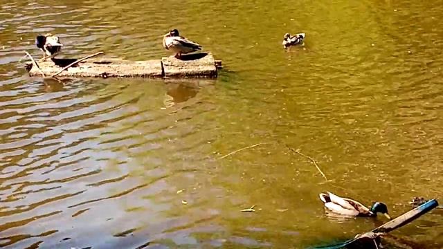 Утиные истории 7.Duck Stories 7. смотреть онлайн