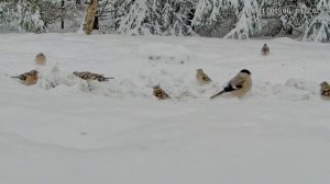В Калуге зима полным ходом- пенек занесло