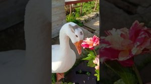 Моё утро выходного дня). Наслаждаюсь миром, пока все спят.