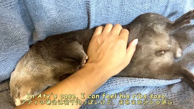 The otter complains, but gets his belly rubbed. [Otter life Day 551] смотреть онлайн