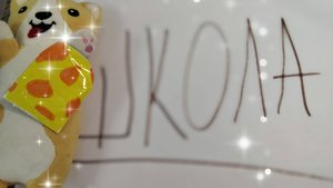 Корги собирается в школу 😨