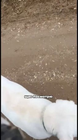 Команда «побежали» 🐕🦺#кинолог #дрессировка #собаки #щенки #воспитание собак #москва #собака