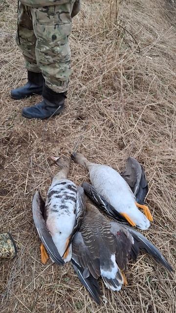 Весенняя охота на гуся смотреть онлайн