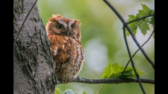 Sounds of the Megascops #nature #animals #birds #owl #owlsounds #birdssinging смотреть онлайн