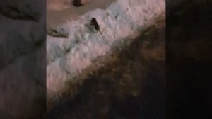 Крыса на снегу