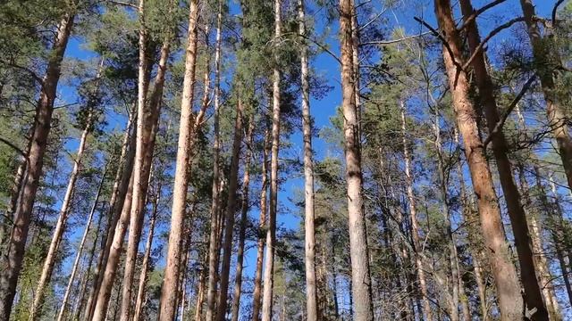 Моя мамочка нас ждала. Прогулка по Отчему краю. Заповедные места