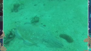 Пхукет дайвинг Шарк Поинт  ноябрь 2024