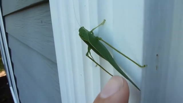 Broadwinged Katydid green leaf bug смотреть онлайн