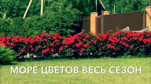 Розы.Хотите море цветов - посадите розу Робуста. А как хороша живая изгородь........