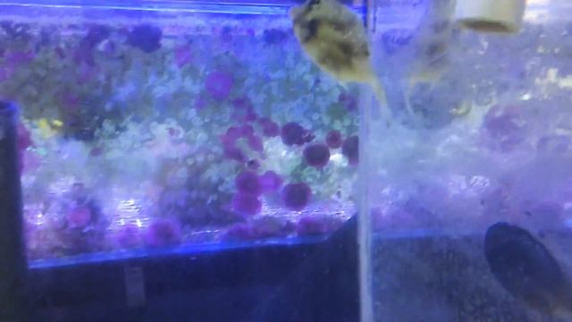 Калипсо смотреть онлайн