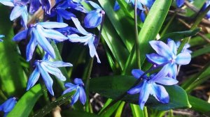 Мартовские цветы