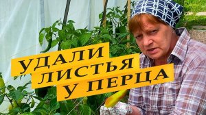 Обрезаю листья у сладкого перца. Когда и зачем.