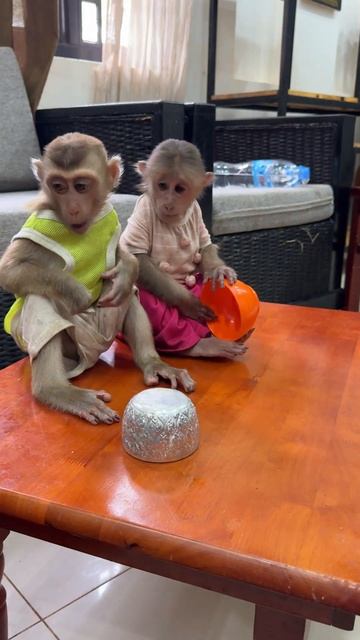 Baby monkey tiny cutie #monkey #baby #happy #cute #baby #shorts смотреть онлайн