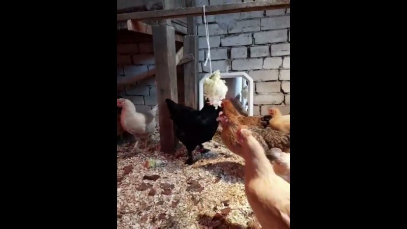 Из старого. И витаминки и развлекуха).