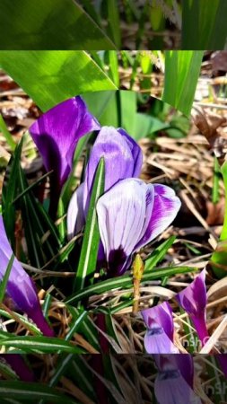 06-04-2025 5 апреля. утро перед отъездом в Зеленоград