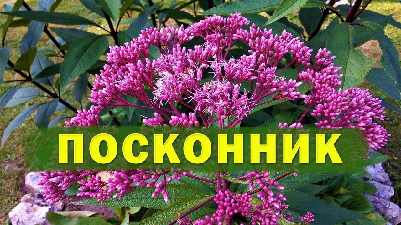 Посконник - многолетний красавец в саду. смотреть онлайн