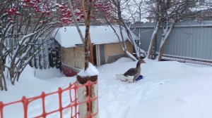 Нас замело! Утро перед работой ❄️️