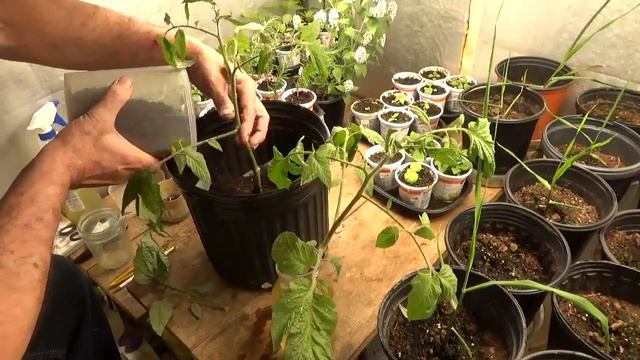 Planting Homestead Tomato Suckers смотреть онлайн