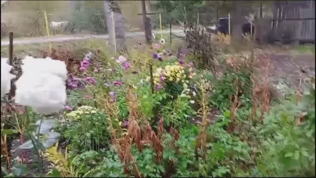27.09.24г. Первый осенний дождь...ветер поломал цветы смотреть онлайн
