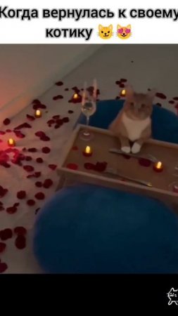 слишком милый котик