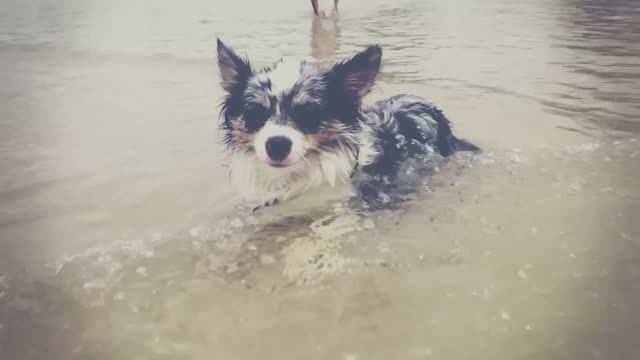 Миша и Юми требуют море! Реакция на пляжный влог Софи и Эйвана 🏖️🐕