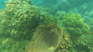 11 Марта дайвинг на Фукуоке