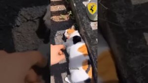 Милота Кота😺