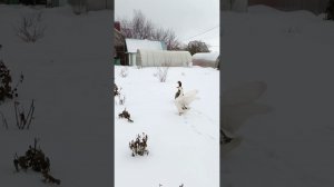 Пришла зима, расчехляй лопату) Нас заметает❄️❄️❄️