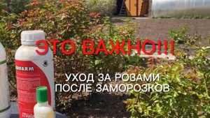 Розы. Самое важное!!! Уход за розами после заморозков. Ответы на Ваши вопросы.