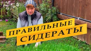 Сидераты! Сейте правильно. Срезайте вовремя.