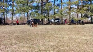 2.  выражено/перв EMIR V.D. ZENTAICHE (Bazooka De Casa Celta – Xenia v.d. Zentaiche) 2