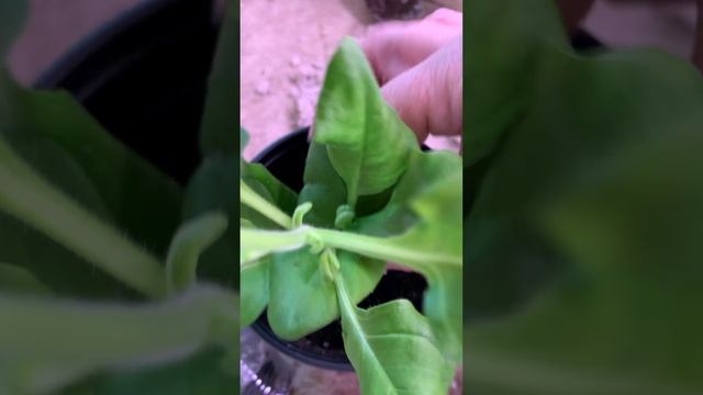 Гарантированный результат черенкования петунии
