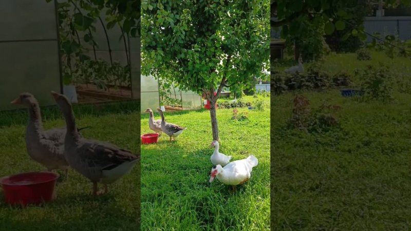 Всегда со мной #goose #nature #утки