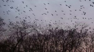 Вот и осень пришла