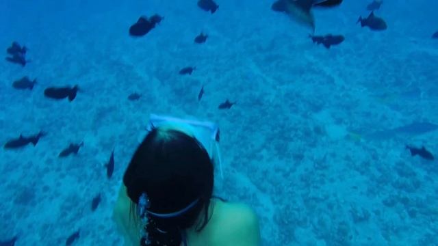 Shark diving Bora-Bora 2014 - Moana смотреть онлайн