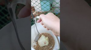 Честно набрали солому. Дом гусям готов! Снова утро с птичкой.