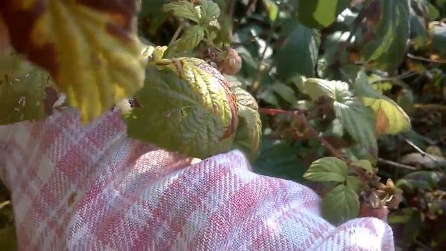 Малинник смотреть онлайн