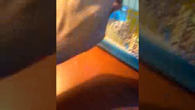 Приручение хомяков