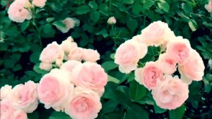 Розы. Основные ошибки при создании розария. Новичкам на заметку.