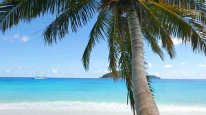 звуки природы.остров,пальма,море