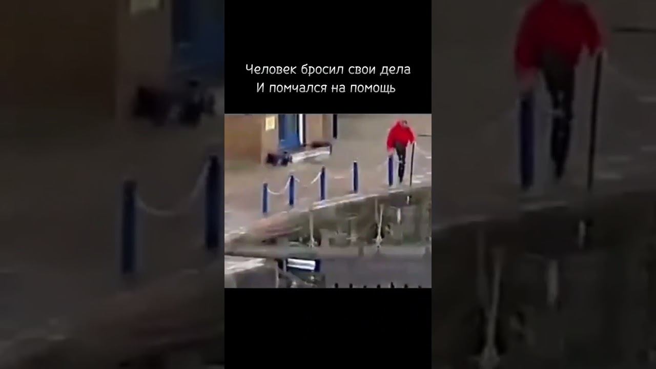 кот упал в реку при погоне #добрыедела #животные #коты