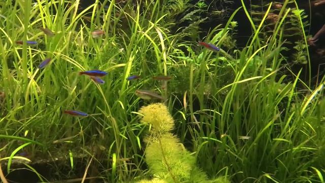 Москвариум. Красивые рыбы