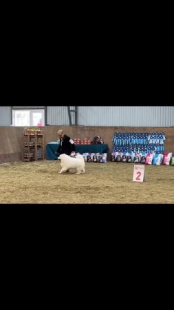 САМОЕД МИЛКА НА ВЫСТАВКЕ🥇